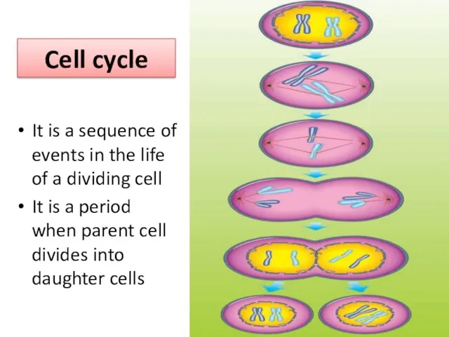 Cell cycle It is a sequence of events in the life of a