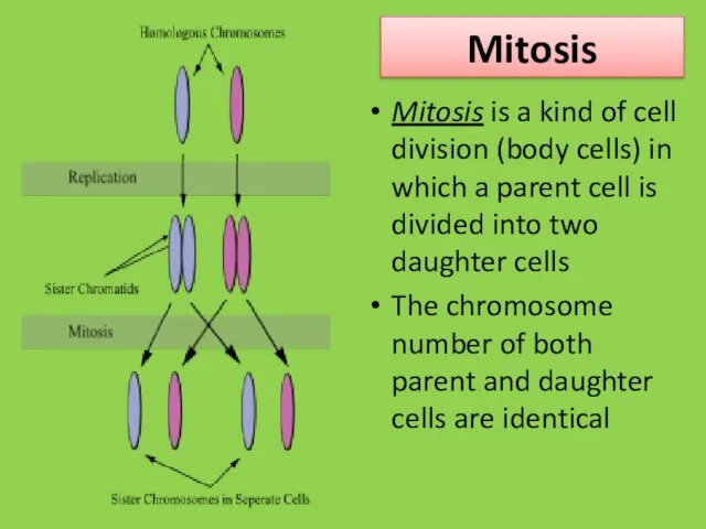 Mitosis Mitosis is a kind of cell division (body cells) in which a