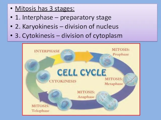 Mitosis has 3 stages: 1. Interphase – preparatory stage 2. Karyokinesis – division