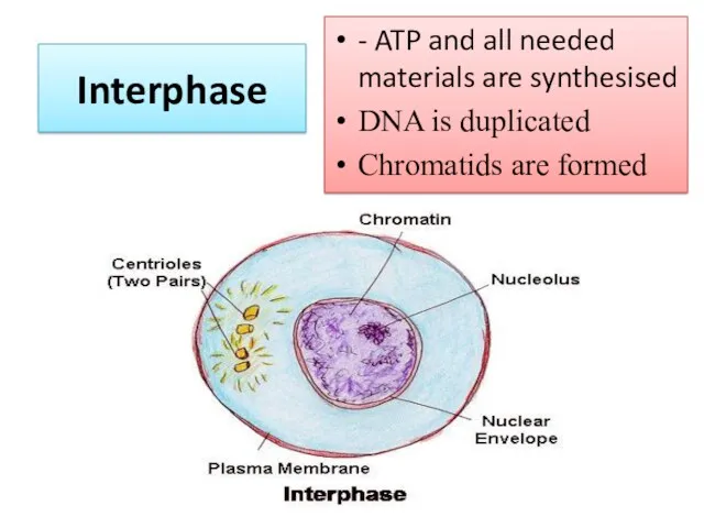 Interphase - ATP and all needed materials are synthesised DNA is duplicated Chromatids are formed