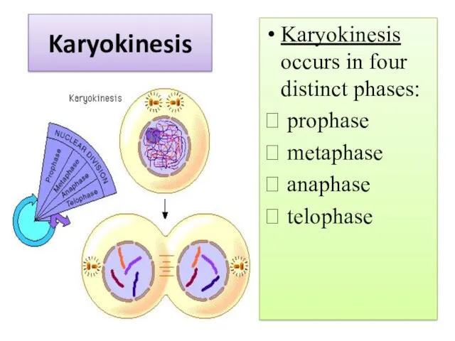 Karyokinesis Karyokinesis occurs in four distinct phases: ? prophase ? metaphase ? anaphase ? telophase
