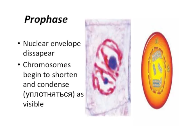 Prophase Nuclear envelope dissapear Chromosomes begin to shorten and condense (уплотняться) as visible