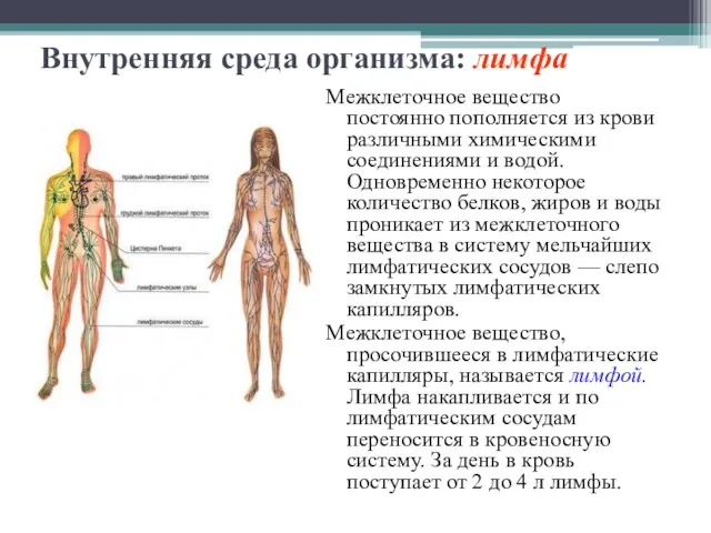 Внутренняя среда организма: лимфа Межклеточное вещество постоянно пополняется из крови