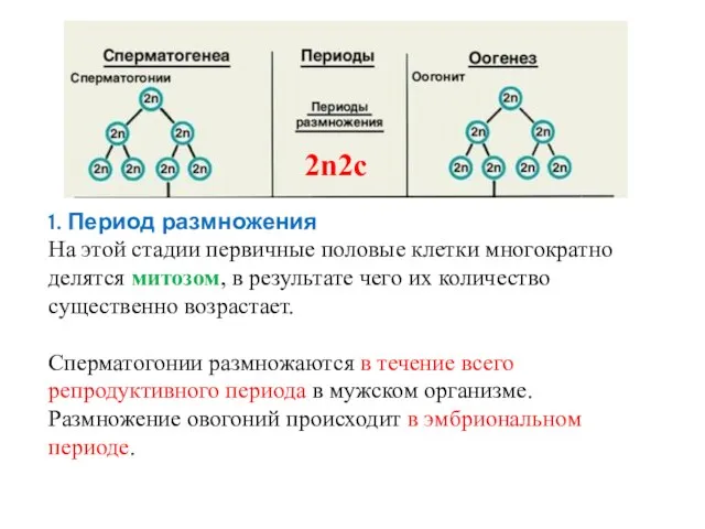 1. Период размножения На этой стадии первичные половые клетки многократно