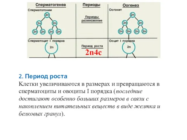 2. Период роста Kлетки увеличиваются в размерах и превращаются в