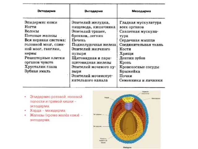 Эпидермис ротовой, носовой полости и прямой кишки – эктодерма; Хорда