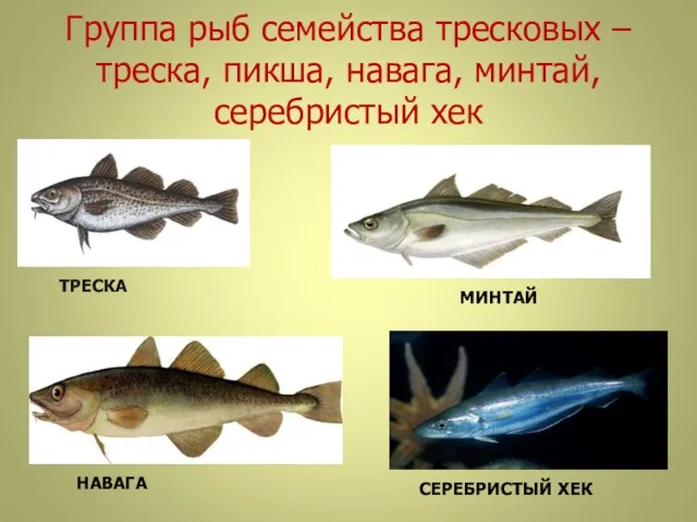 Группа рыб семейства тресковых – треска, пикша, навага, минтай, серебристый хек ТРЕСКА МИНТАЙ НАВАГА СЕРЕБРИСТЫЙ ХЕК