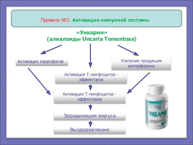 Правило №2. Активация иммунной системы Активация макрофагов «Ункарин» (алкалоиды Uncaria