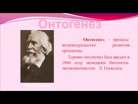 Онтогенез Онтогенез – процесс индивидуального развития организма. Термин онтогенез был