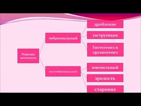 Периоды онтогенеза эмбриональный постэмбриональный дробление гаструляция Гистогенез и органогенез ювенильный зрелость старение