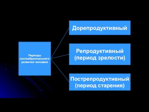 Периоды постэмбрионального развития человека Дорепродуктивный Репродуктивный (период зрелости) Пострепродуктивный (период старения)