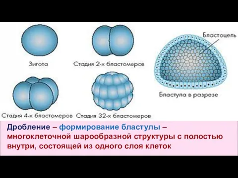 Дробление – формирование бластулы – многоклеточной шарообразной структуры с полостью внутри, состоящей из одного слоя клеток