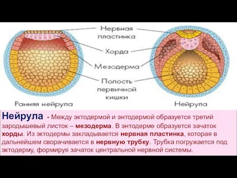 Нейрула - Между эктодермой и энтодермой образуется третий зародышевый листок