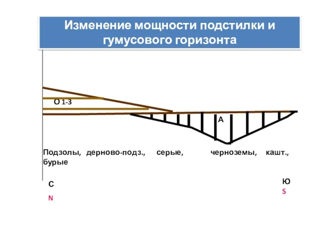 О 1-3 А Изменение мощности подстилки и гумусового горизонта С