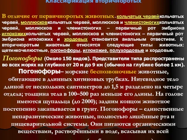 Классификация вторичноротых В отличие от первичноротых животных – кольчатых червейкольчатых