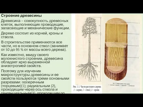 Строение древесины Древесина – совокупность древесных клеток, выполняющих проводящие, запасающие