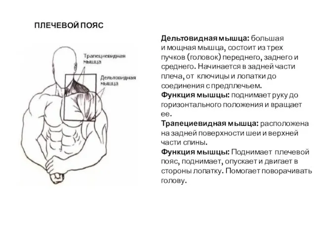 Дельтовидная мышца: большая и мощная мышца, состоит из трех пучков