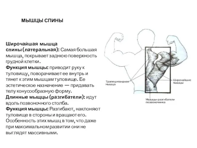 Широчайшая мышца спины (латеральная): Самая большая мышца, покрывает заднюю поверхность