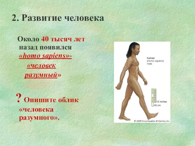 2. Развитие человека Около 40 тысяч лет назад появился «homo