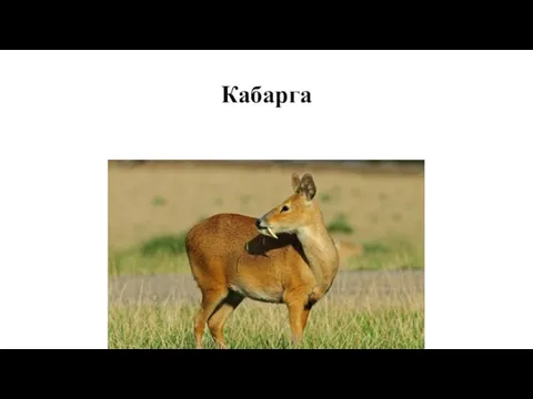 Кабарга