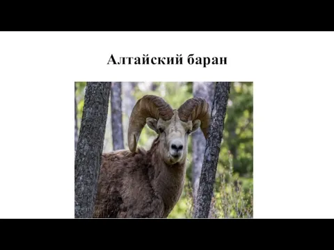 Алтайский баран