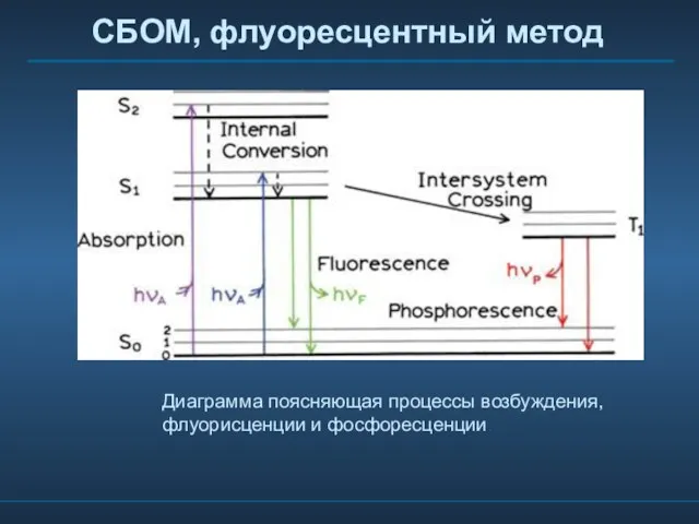 СБОМ, флуоресцентный метод Диаграмма поясняющая процессы возбуждения, флуорисценции и фосфоресценции.