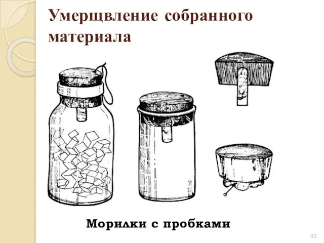 Умерщвление собранного материала Морилки с пробками