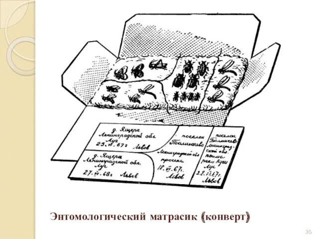 Энтомологический матрасик (конверт)