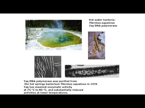 Hot water bacteria: Thermus aquaticus Taq DNA polymerase Taq DNA