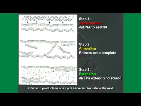 Step 1: Denaturation dsDNA to ssDNA Step 2: Annealing Primers