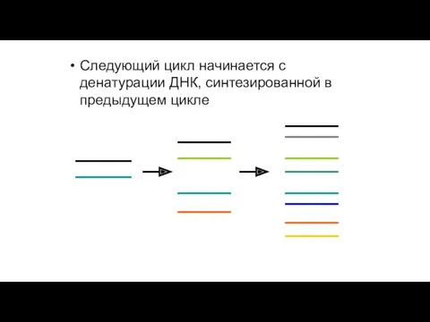 Следующий цикл начинается с денатурации ДНК, синтезированной в предыдущем цикле