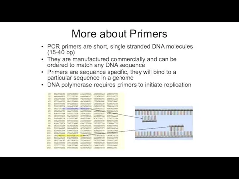 More about Primers PCR primers are short, single stranded DNA molecules (15-40 bp)