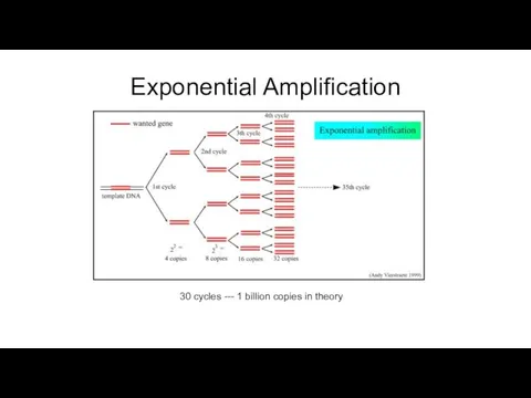 Exponential Amplification 30 cycles --- 1 billion copies in theory