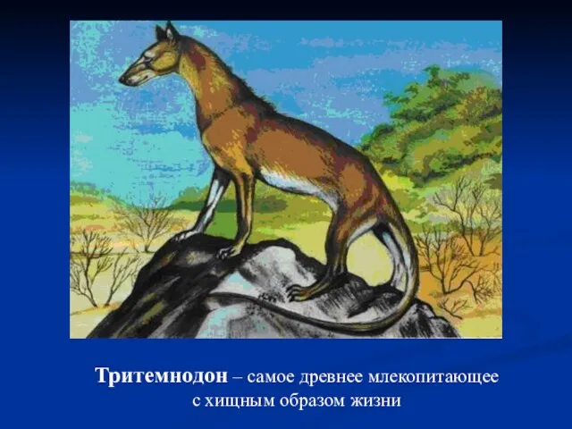 Тритемнодон – самое древнее млекопитающее с хищным образом жизни