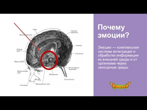 Почему эмоции? Эмоции — комплексная система интеграции и обработки информации