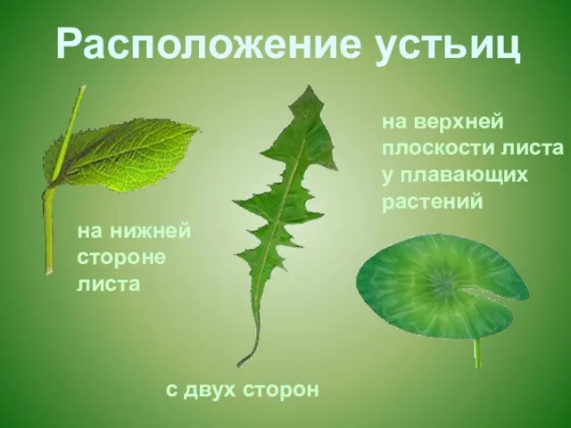 на нижней стороне листа на верхней плоскости листа у плавающих растений с двух сторон Расположение устьиц