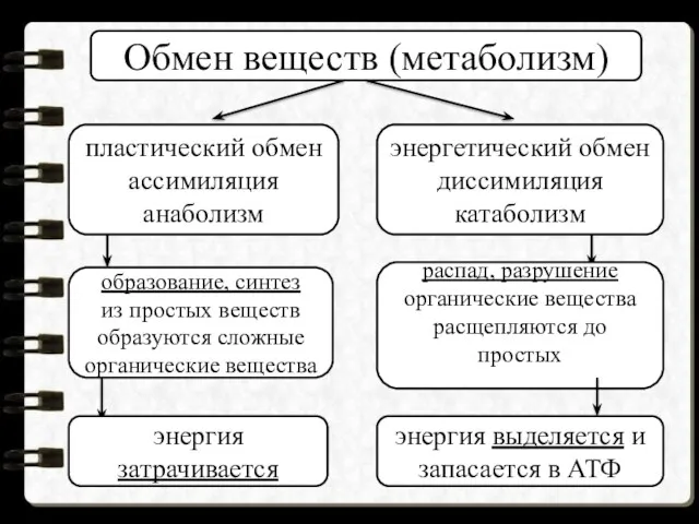 Обмен веществ (метаболизм) пластический обмен ассимиляция анаболизм энергетический обмен диссимиляция