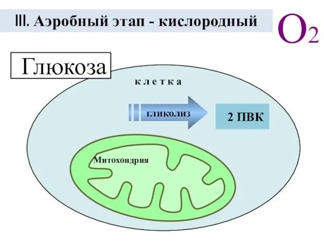 III. Аэробный этап - кислородный О2 Митохондрия 2 ПВК гликолиз