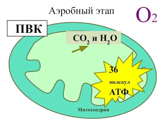 О2 Митохондрия ПВК СО2 и Н2О 36 молекул АТФ Аэробный этап