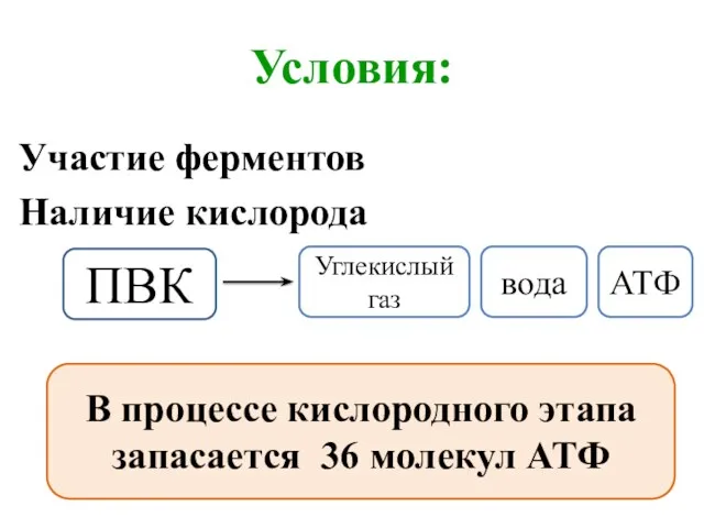 Условия: Участие ферментов Наличие кислорода ПВК Углекислый газ вода АТФ