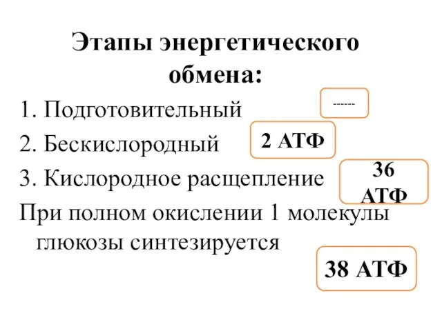 Этапы энергетического обмена: 1. Подготовительный 2. Бескислородный 3. Кислородное расщепление