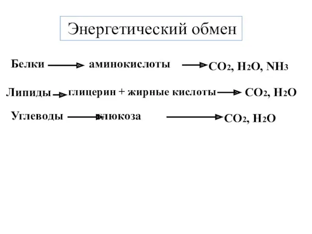 аминокислоты глицерин + жирные кислоты глюкоза Белки Липиды Углеводы СО2,