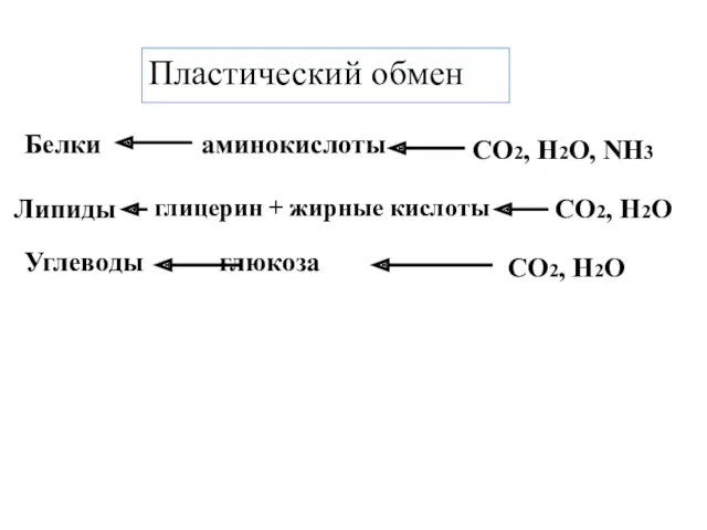 аминокислоты глицерин + жирные кислоты глюкоза Белки Липиды Углеводы СО2,