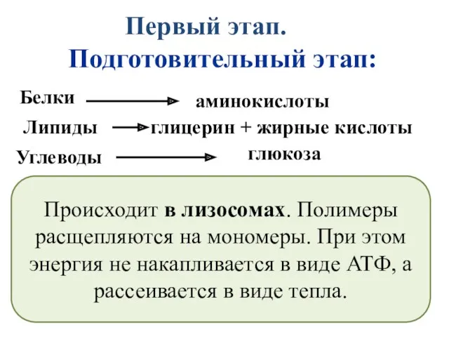 Первый этап. Подготовительный этап: Белки аминокислоты Липиды глицерин + жирные