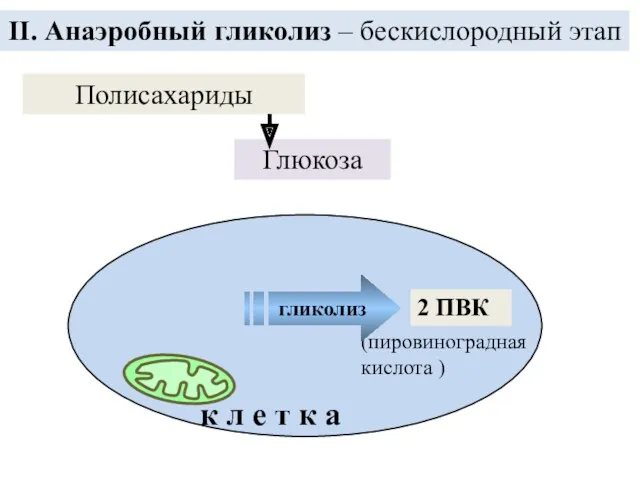 Глюкоза Полисахариды 2 ПВК II. Анаэробный гликолиз – бескислородный этап