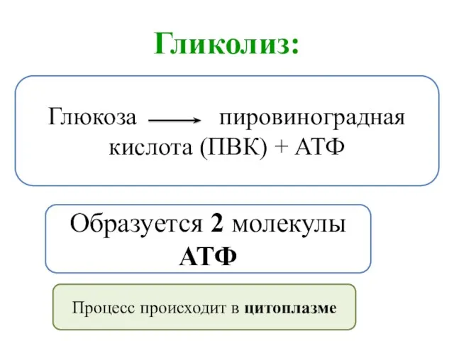 Гликолиз: Глюкоза пировиноградная кислота (ПВК) + АТФ Образуется 2 молекулы АТФ Процесс происходит в цитоплазме