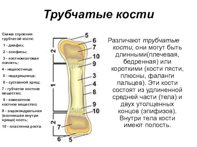 Трубчатые кости Схема строения трубчатой кости: 1 - диафиз; 2
