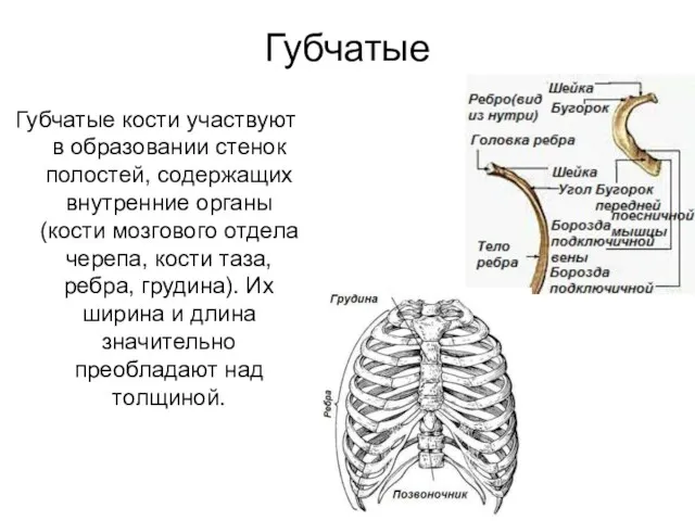 Губчатые Губчатые кости участвуют в образовании стенок полостей, содержащих внутренние