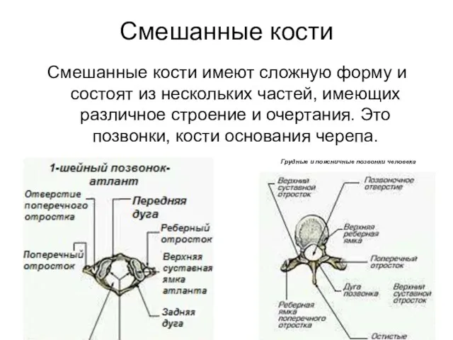 Смешанные кости Смешанные кости имеют сложную форму и состоят из