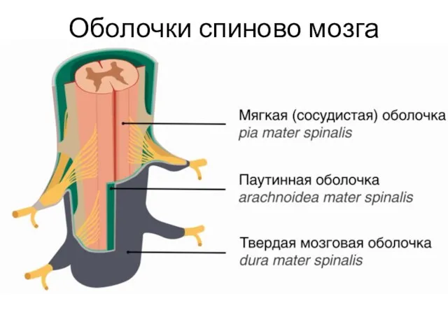 Оболочки спиново мозга